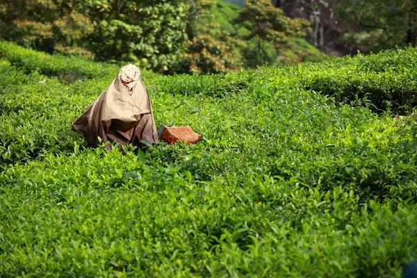 Woman picking tea leaves in a tea plantation, Munnar is best known as India — Stock Photo, Image