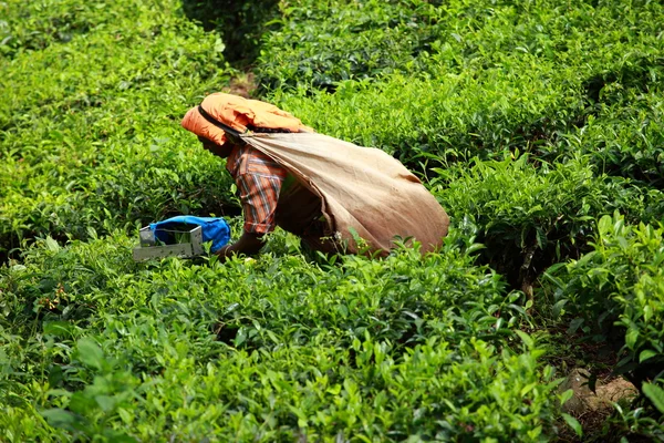 Woman picking tea leaves in a tea plantation, Munnar is best known as India — Stock Photo, Image