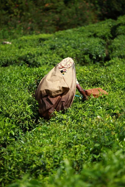 Çay toplama kadın çay plantasyon içinde bırakır, munnar Hindistan bilinen — Stok fotoğraf