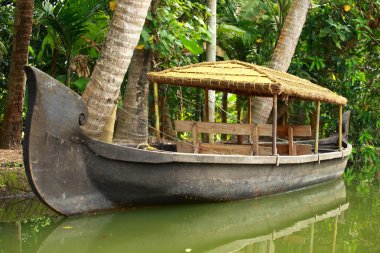 palmiye ağacı tropikal ormanda durgun kochin, kerala, Hindistan