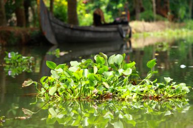 palmiye ağacı tropikal ormanda durgun kochin, kerala, Hindistan