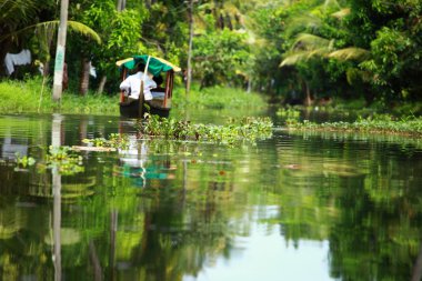 palmiye ağacı tropikal ormanda durgun kochin, kerala, Hindistan