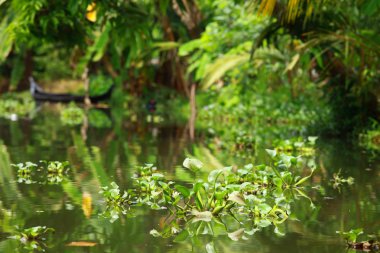 palmiye ağacı tropikal ormanda durgun kochin, kerala, Hindistan