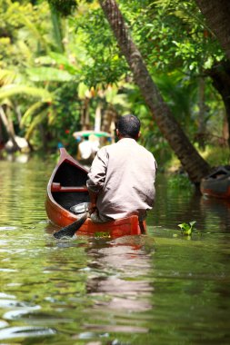 palmiye ağacı tropikal ormanda durgun kochin, kerala, Hindistan