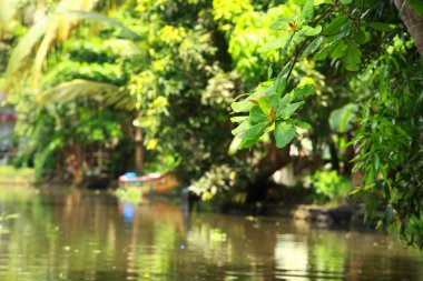 palmiye ağacı tropikal ormanda durgun kochin, kerala, Hindistan