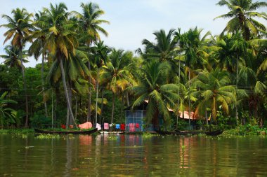 palmiye ağacı tropikal ormanda durgun kochin, kerala, Hindistan