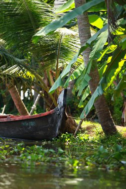 palmiye ağacı tropikal ormanda durgun kochin, kerala, Hindistan