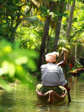 palmiye ağacı tropikal ormanda durgun kochin, kerala, Hindistan