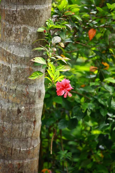 Palmiye ağacı tropikal ormanda durgun kochin, kerala, Hindistan — Stok fotoğraf