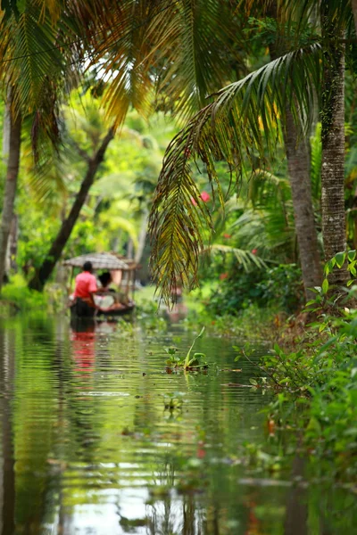palmiye ağacı tropikal ormanda durgun kochin, kerala, Hindistan