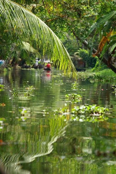 Palm tree tropical forest in backwater of Kochin, Kerala, India — Stock Photo, Image