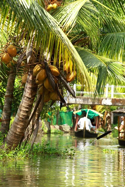Palm tree tropisk skog i bakvatten kochin, kerala, Indien — Stockfoto