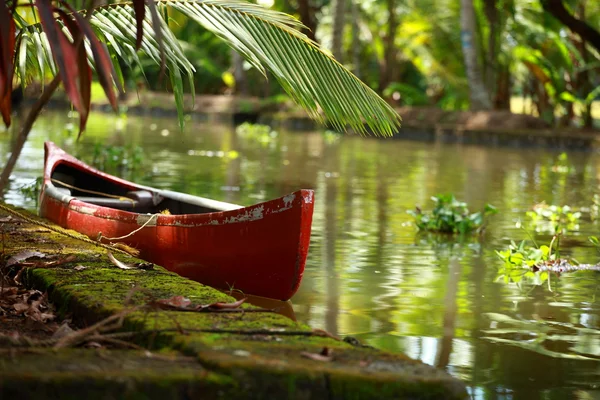 Palmeira floresta tropical em águas secundárias de Kochin, Kerala, Índia — Fotografia de Stock