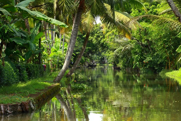 Palmera bosque tropical en el remanso de Kochin, Kerala, India — Foto de Stock