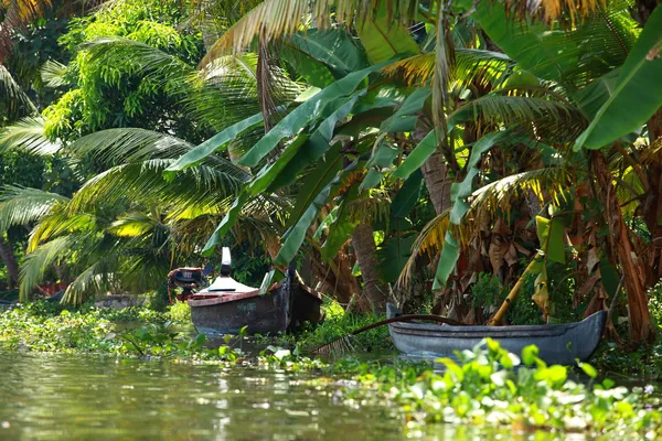 Palm tree tropical forest in backwater of Kochin, Kerala, India — Stock Photo, Image