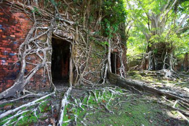terk edilmiş binada harabe ross adada kökleri ile kaplı. Andaman Adaları, Hindistan