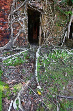terk edilmiş binada harabe ross adada kökleri ile kaplı. Andaman Adaları, Hindistan
