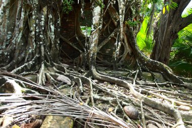 terk edilmiş binada harabe ross adada kökleri ile kaplı. Andaman Adaları, Hindistan