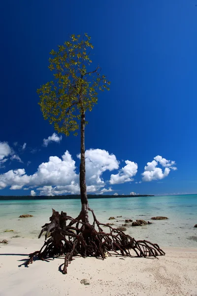 Osamělý mangrovových strom na vijaynagar pláže na havelock ostrov, Andamanské ostrovy, Indie. — Stock fotografie