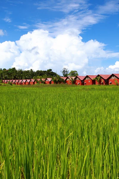 Táj, a kék ég rizs mező — Stock Fotó