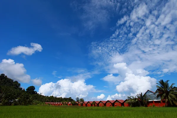 Landschaft des Reisfeldes mit blauem Himmel — Stockfoto