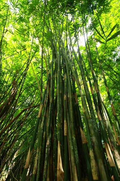 朝の陽光と緑の竹の森. — ストック写真