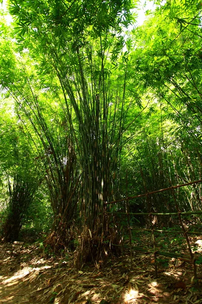 Groene bamboebos met ochtendzon. — Stockfoto