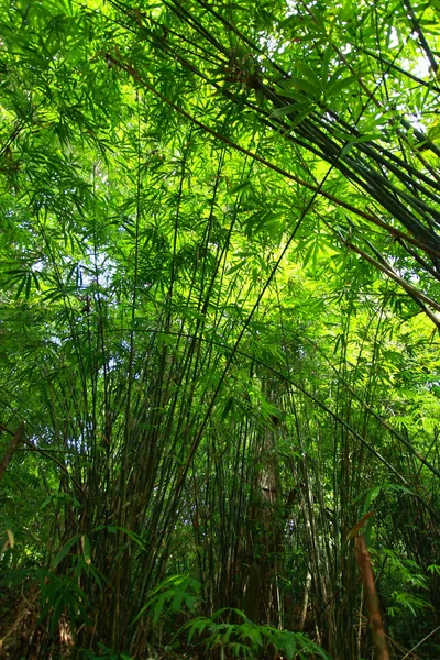 Bosque verde de bambú con luz del sol de la mañana . — Foto de Stock