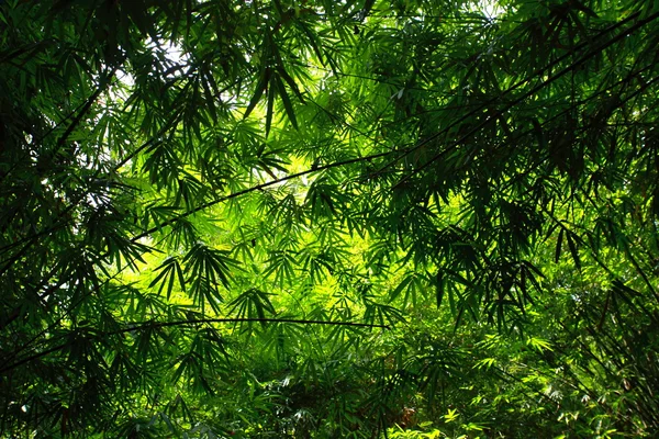 朝の陽光と緑の竹の森. — ストック写真