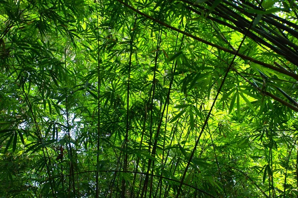 Bambusgrüner Wald mit Morgensonne. — Stockfoto