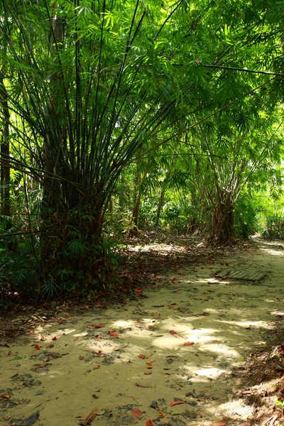 Sabah güneş ışığı yeşil bambu ormanı. — Stok fotoğraf