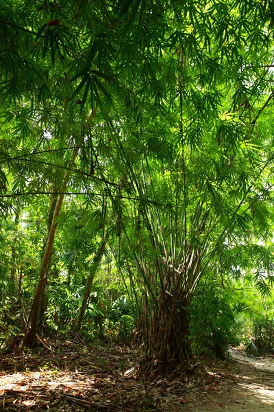 Bosque verde de bambú con luz del sol de la mañana . — Foto de Stock