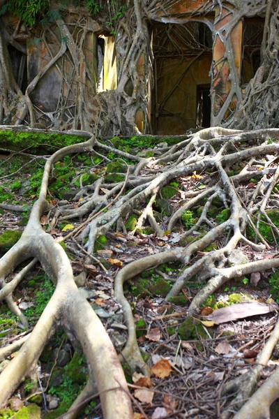 Rovina di edificio abbandonato coperto di radici sull'isola di Ross. Isole Andamane, India — Foto Stock