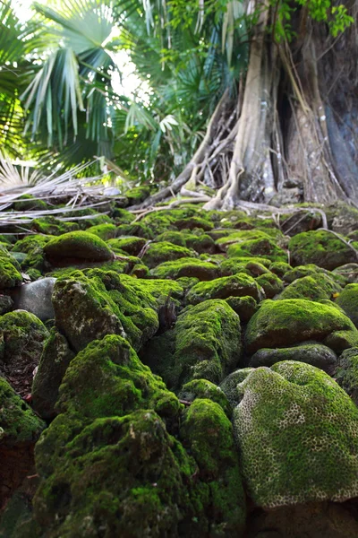 Ruína do edifício abandonado coberto com raízes na Ilha Ross. Ilhas Andaman, Índia — Fotografia de Stock