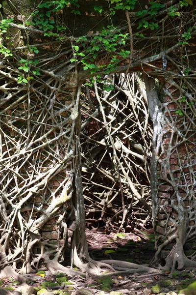 Ruiny opuszczonego budynku pokryte korzenie na ross island. Andamany, Indie — Zdjęcie stockowe