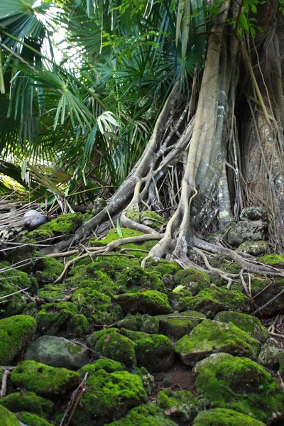 Ruine du bâtiment abandonné recouvert de racines sur l'île Ross. Îles Andaman, Inde — Photo