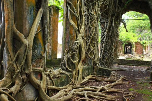 Ruin of abandoned building covered with roots on Ross Island. Andaman Islands, India — Stock Photo, Image