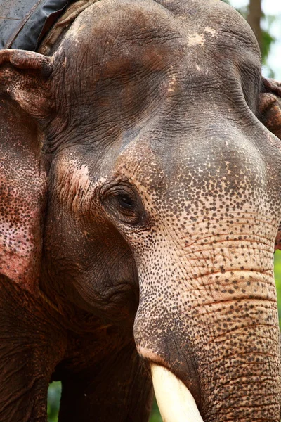 Asian Elephant head close up — Stock Photo, Image