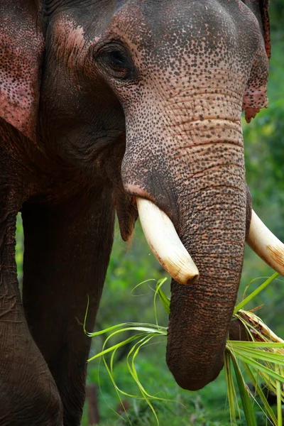 Asiatischer Elefantenkopf aus nächster Nähe — Stockfoto