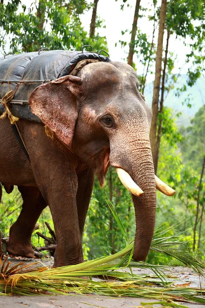 Aziatische olifant in india. — Stockfoto