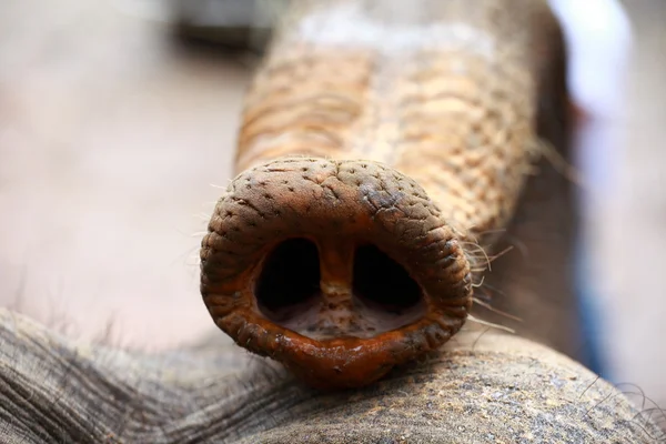 Голова слона с перевернутым стволом. Езда на слоне — стоковое фото