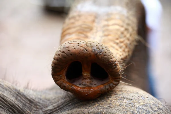 Chef för en elefant med uppvänd baklucka. Ridning av elefanten — Stockfoto