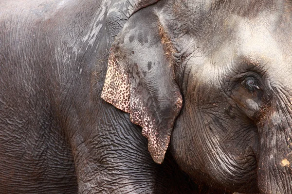 亚洲大象头关门 — 图库照片