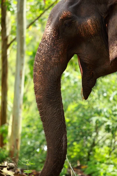 Asiatischer Elefant in Indien. — Stockfoto