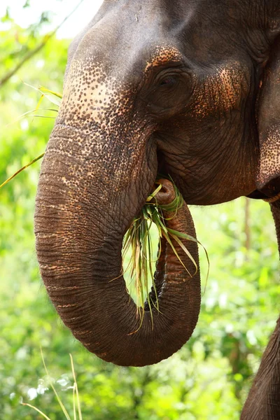 Asiatischer Elefant in Indien. — Stockfoto