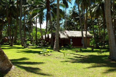 güzel cennet tropikal hurma bahçesinde