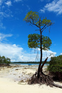 mangrov ağaç havelock Adası, andamans, Hindistan.