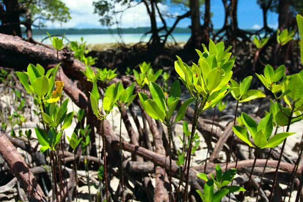 Árbol de manglar en Havelock Island en Andamans, India . — Foto de Stock