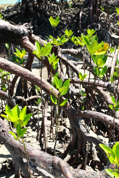 哈夫洛克岛安达曼-，印度在红树林. — 图库照片