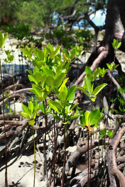 Mangrovenbaum auf havelock island in andamans, indien. — Stockfoto